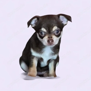 Chihuahua Welpen Mädels Reinrassig