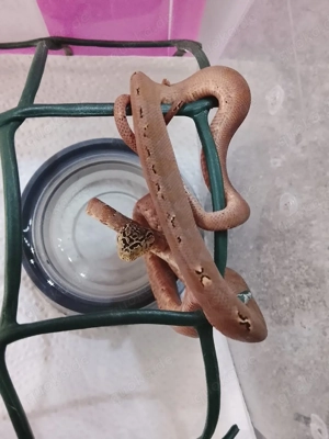 1.1 Corallus hortulanus für Hamm 