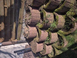 Pflanzenkübel in Bergisch Gladbach schildgen zu verschenken bis zum 15.3 sonst leider auf die Kippe 