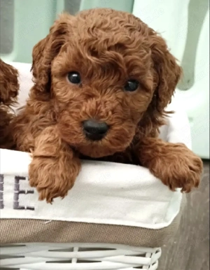 FABIO ein kleiner Schatz sucht sein Happy End