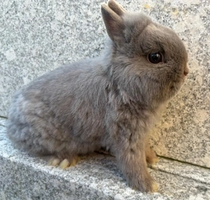 Junger Farbenzwerg Rammler 2 Jahr Zwergkaninchen Kaninchen Hase Zwerge Jungtier Emsdetten Minizwerge
