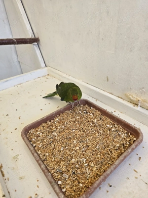 Junger Ziegensittich Weibchen 