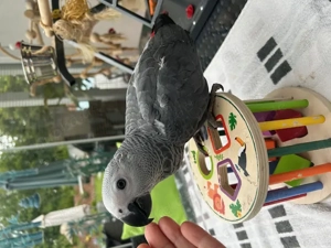Graupapageien-Babys handzahm abzugeben Bild 8