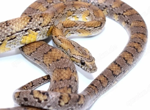 1,0 Miami Caramel het. SK, Cinder Kornnatter 