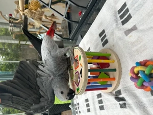 Graupapageien-Babys handzahm abzugeben Bild 9