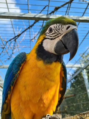 Gelbbrustara männlich Nachzuchten 2025 Sommer