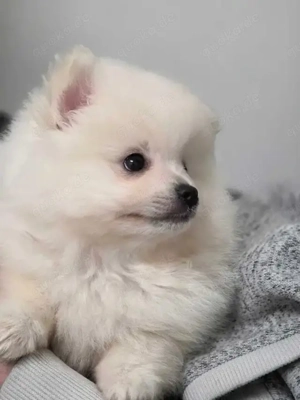 Zwergspitz-Pomeranian welpen