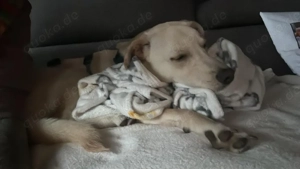 9m alter rüde   kastriert 