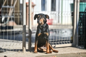 Justizia, zzt. in Ungarn, ist ein sensibles Mädchen