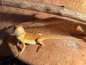 Bartagame zu verkaufen 