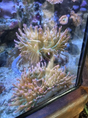 Blasenanemone 'Sunburst' Bild 3