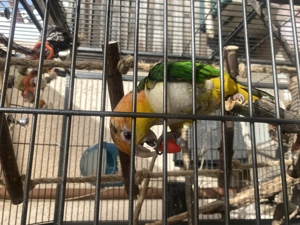 Sehr zahmer Rostkappenpapagei 1 Jahr