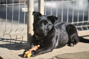 Vario, z. Zt. in Ungarn, bin freundlich und unkompliziert.