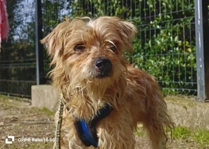 FABIO    ein kleiner Schatz sucht sein Happy End
