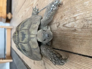 2Griechische Landschildkröten, männlich, 30 Jahre alt, mit CITES