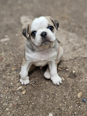 Zauberhafte Retro Mops Welpen 