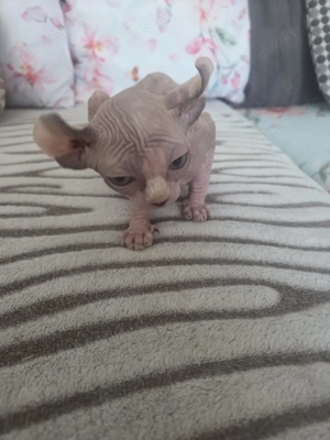 Sphynx kittens