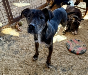 Gyurmi , z. Zt. in Ungarn, ist zu einem stattlichen Junghund herangewachsen