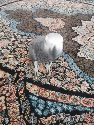 Graupapageien Kongo Hähne 