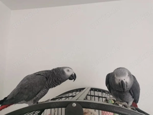 Graupapageien Kongo Hähne 