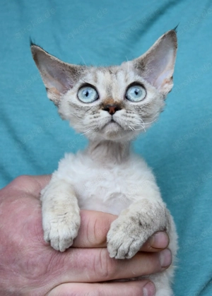 Kitten Devon Rex , reinrassig mit Stammbaum.