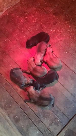 Deckrüde für ihre Hündinn 