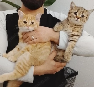 2 britisch Kurzhaar katze
