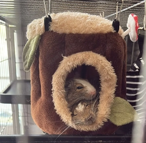 2 Degus mit Käfig abzugeben 