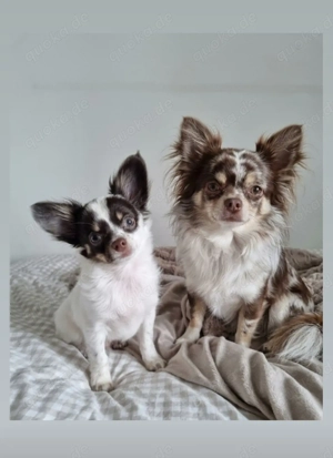 Wunderschöner Chihuahua Welpe