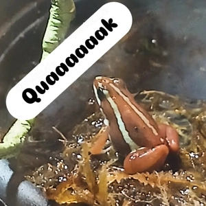 Epipedobates anthonyi Männchen