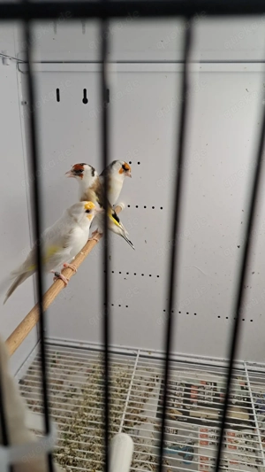 Stieglitz major sceke 