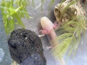 Axolotl-Jungtier sucht ein Zuhause