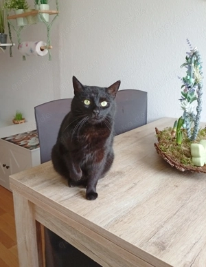 Liebe, ruhige Katzendame, kastriert