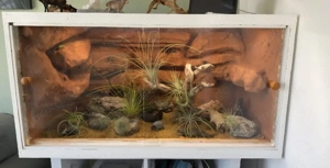 OSB Terrarium mit Rückwand 