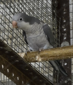 1 junger Mönchsittich abzugeben. 