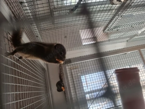 Junge Chinesische Baumstreifenhörnchen 