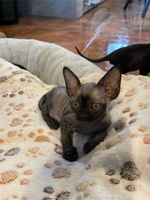 devon rex schwarz kater   FIFE Dtammbaum 