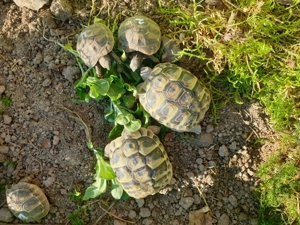 Griechische Landschildkröten aus Hobbyzucht 