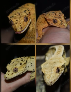 Correlophus Ciliatus (Kronengecko) im Auftrag 