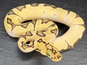 0.1 Super Orange Dream Enchi Pastel Clown 
