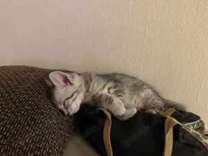 Süße verspiete Katzenbabys (BKH EKH) ab Ende März Anfang April abzugeben   