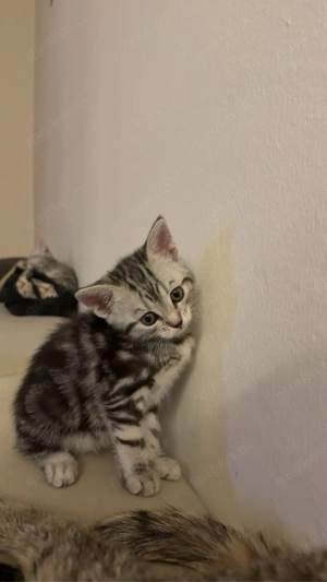 Süßes, verspieltes Kätzchen weiblich abzugeben (BKH EKH) 