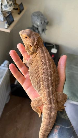 Farbbartagame 0.1 inkl. Terrarium