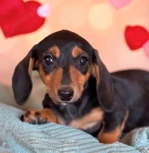 klitzekleine Zwergdackel Hündin Kurzhaar Bild 3