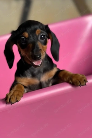 klitzekleine Zwergdackel Hündin Kurzhaar Bild 5