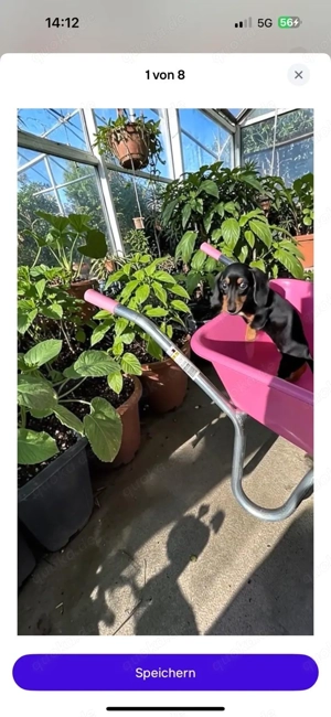 klitzekleine Zwergdackel Hündin Kurzhaar Bild 6