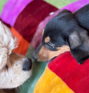 klitzekleine Zwergdackel Hündin Kurzhaar Bild 2