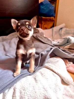 Chihuahua Welpen 