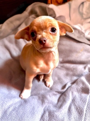Chihuahua Welpen 