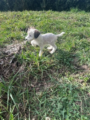 Süße r Chinese Crested Welpies suchen ihr Traum zuhause